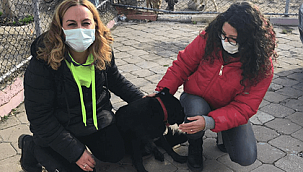 Çanakkale Belediyesi can dostlarımız için çalışmaya devam ediyor