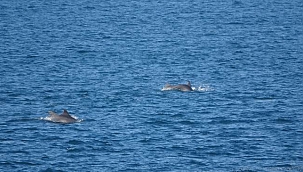 Çanakkale Boğazı’nda yunus şovu