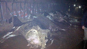 Yenice’de elektrik çarpan 8 inek telef oldu