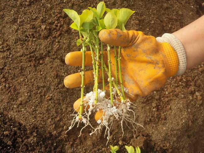 Bitkisel üretim çalışmaları hızla sürüyor