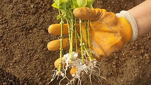 Bitkisel üretim çalışmaları hızla sürüyor