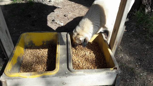 Can dostlarımız Çanakkale Belediyesi&#039;ne emanet
