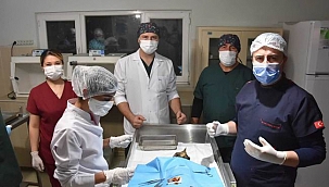 ‘Kısırlaştırma Projesi’ ile 300 sokak kedisinin kısırlaştırılması sağlanacak