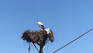 Yılın ilk leyleği Çanakkale’ye geldi
