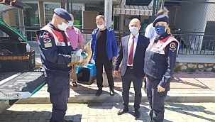 Yaralı balaban kuşuna jandarma şefkati