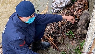 Yavru köpeği boğulmaktan jandarma kurtardı