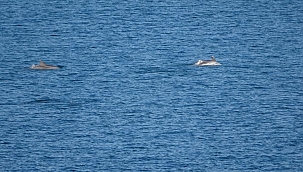 Çanakkale Boğazı’nda yunuslar izlendi