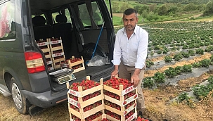 Çilek hasadı üreticinin yüzünü güldürdü