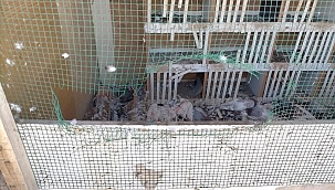 Köpekler 40 güvercini parçaladı