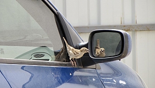 Minik serçenin aynadaki oyunu