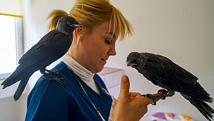 Yavru yaban hayvanları Çanakkale’de emin ellerde