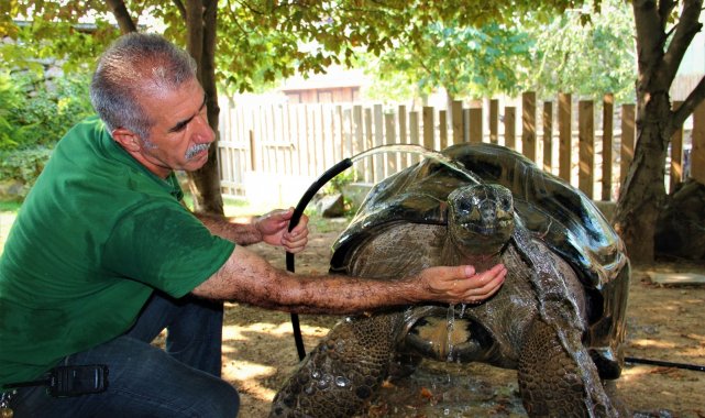 101 yaşındaki kaplumbağaya hortumlu serinlik