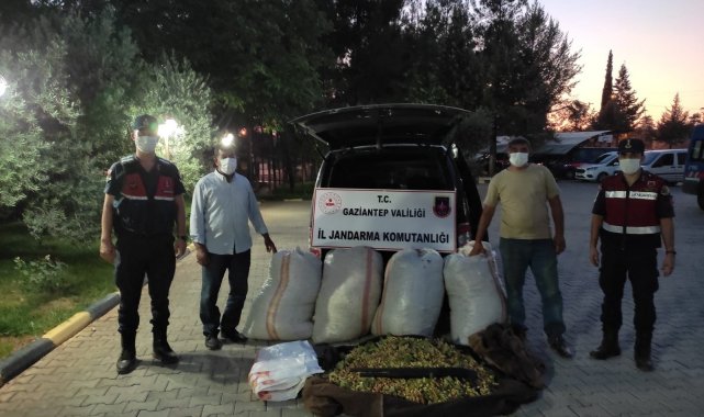 390 kilo Antep fıstığı çalan şüpheliler, jandarmanın kovalaması sonucu yakalandı
