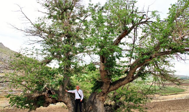 750 yıllık dut ağacı yıllara meydan okuyor