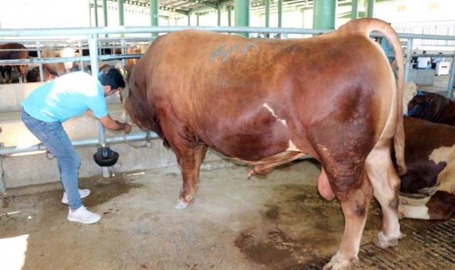 Ağrı'nın 1 ton 200 kiloluk gözdesi, Kocaeli'de alıcı buldu