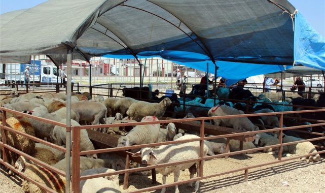 Akdeniz Belediyesi Kurban Bayramına hazır