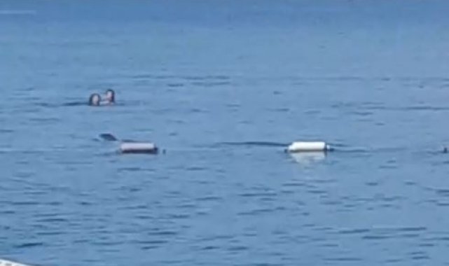 Akdeniz fokundan sabah denize girenlere görsel şov