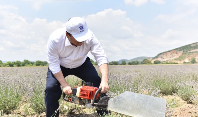 Altıeylül&#039;de lavanta hasadı başladı