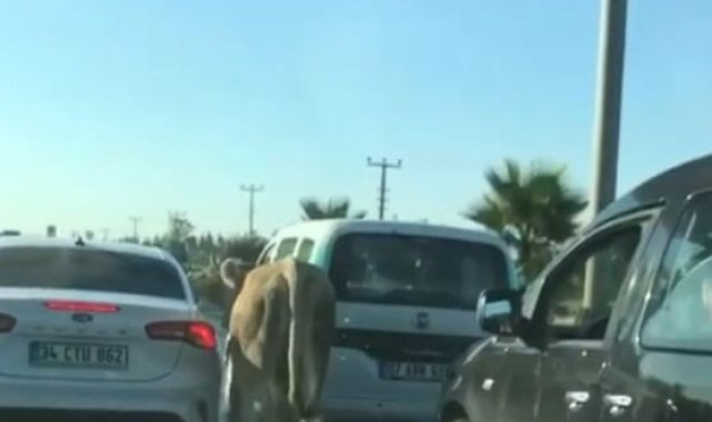 Antalya'da firari dana araç trafiğinde ilerledi