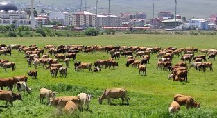 Ardahan'ı kuraklık vurdu, hayvanlar yaylalardan indirilip meralara bırakıldı
