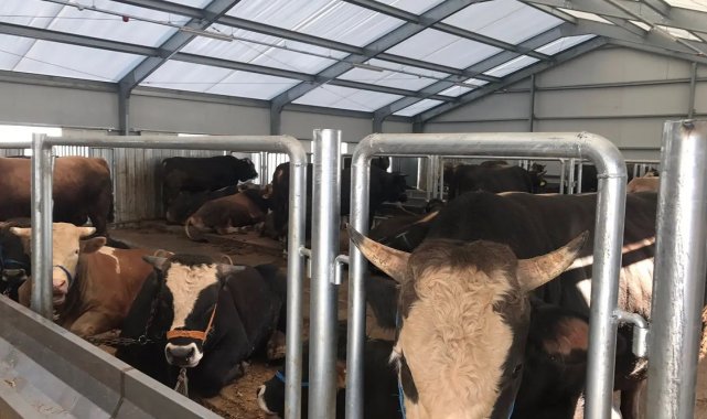 Arnavutköy Belediyesi'nin hijyenik kurban kesim alanına büyük ilgi