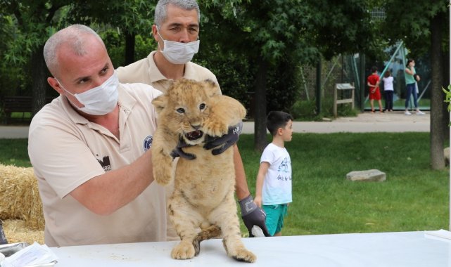 Aslan ailesinde yavru sevinci