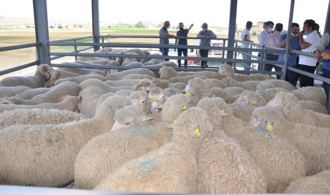 Aslanapa Belediyesi Canlı Hayvan Pazarı ve Borsası açıldı