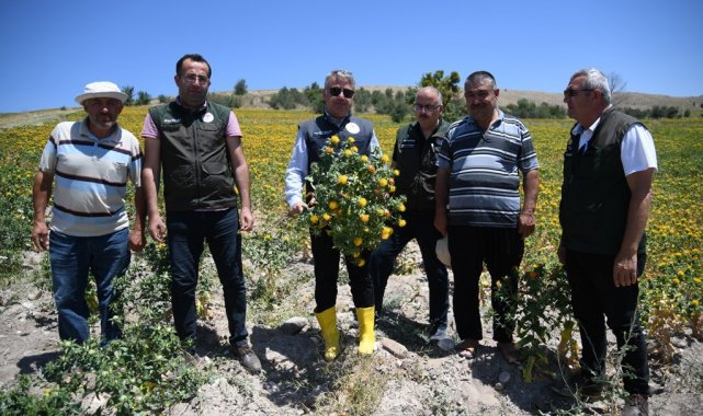 Aspir Ekiliş Alanlarında yüzde 500 Artış