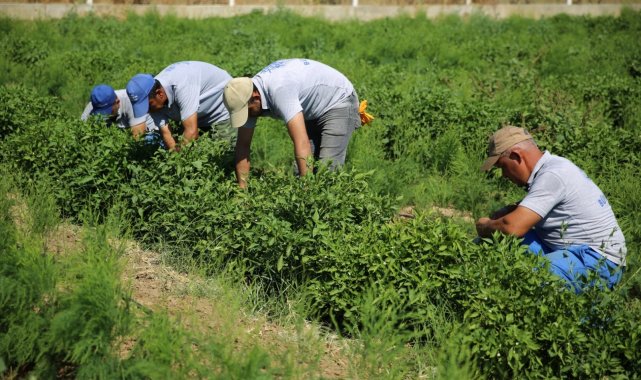 Ata tohumları, Halk Ege Et tezgahlarında yerini aldı