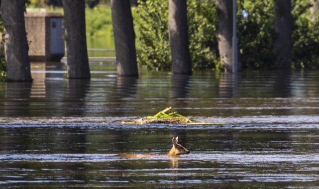 Avrupa&#039;daki sellerde can kaybı 188&#039;e yükseldi