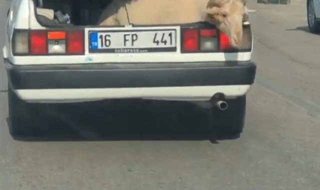 Bagajda yolculuk yapan koyun kameralara yansıdı