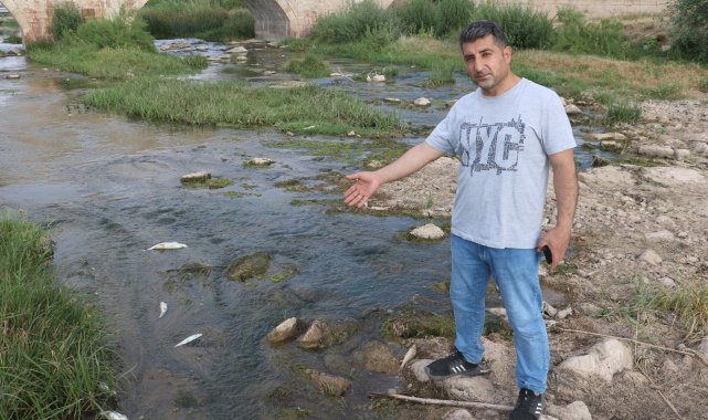 Balıkları zehir değil, kavuran sıcaklar öldürdü