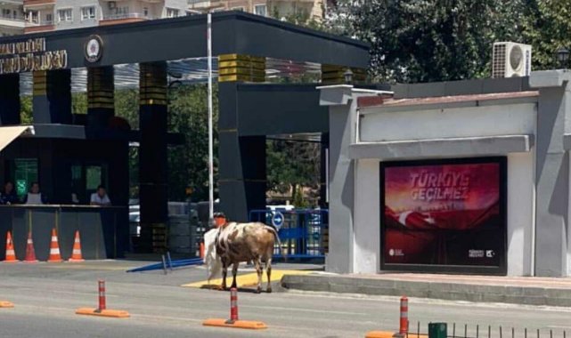 Batman'da kaçan kurbanlık polis, zabıta ve vatandaşları peşinden koşturdu