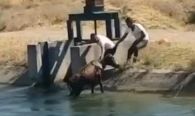 Batman&#039;da su kanalına bir inek düştü, vatandaşlar son anda yetişti