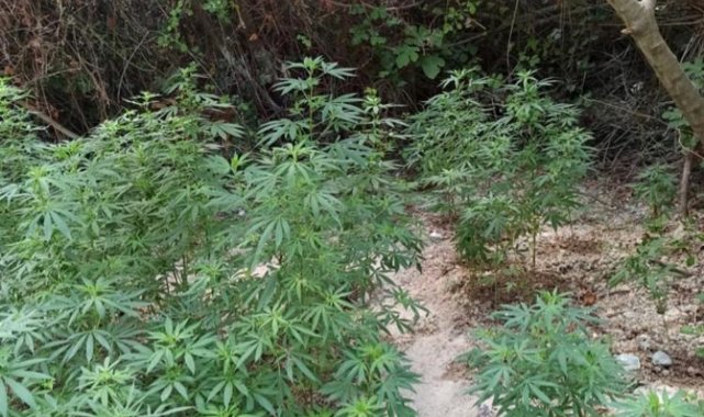 Belen'de 200 kök Hint keneviri ele geçirildi