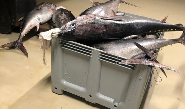 Beylikdüzü'nde yasak dönemde avlanan bin 600 kilo orkinos balığına el konuldu