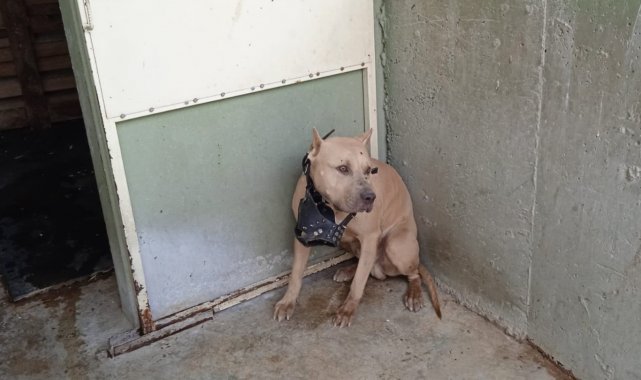 Bu köpekleri besleyenler dikkat