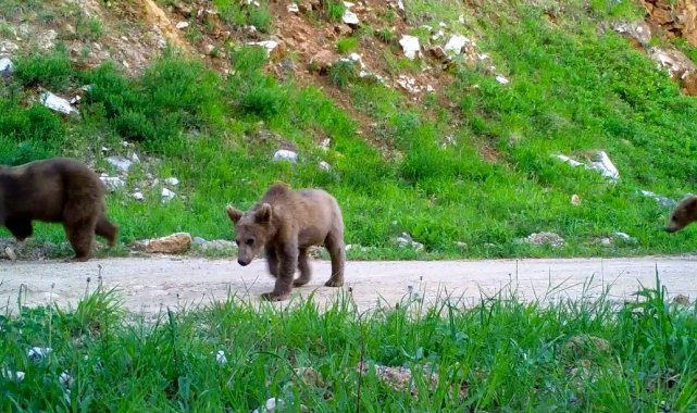 Bursa&#039;nın yaban hayatı gözlem altında