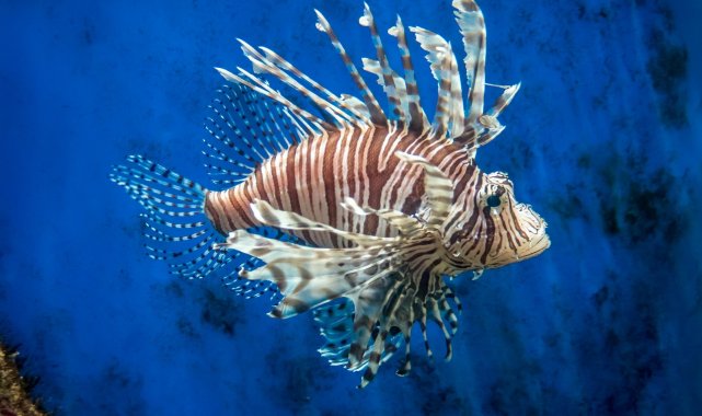 Büyükşehir&#039;den zıpkınla Aslan Balığı Avcılık Yarışması