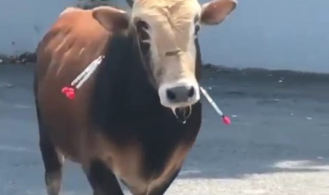 Çekmeköy'de kaçan kurbanlık, sahibine zor anlar yaşattı