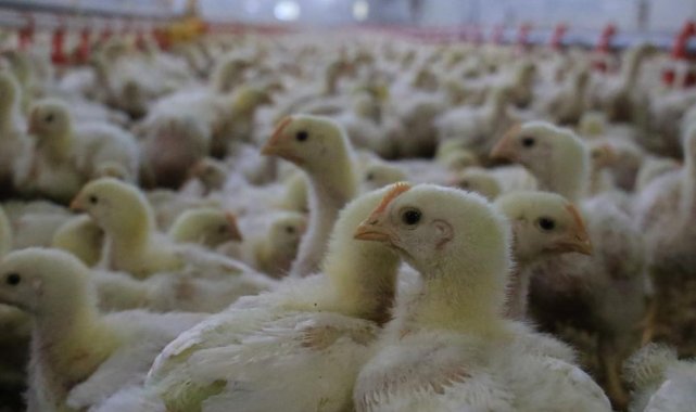 Civcivlerini değil, yolu yarıda bıraktı