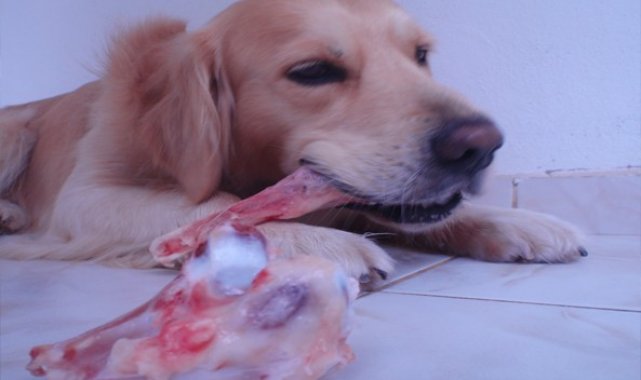 Çöpe atılan sakatat bulaşıcı hastalığa neden olabilir