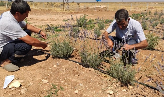 Daha önce terörle anılan topraklarda artık lavanta kokusu yükseliyor