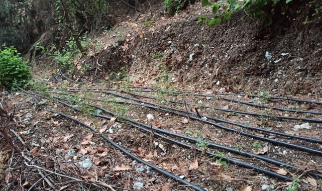 Damlama sulamayla uyuşturucu yetiştirmiş