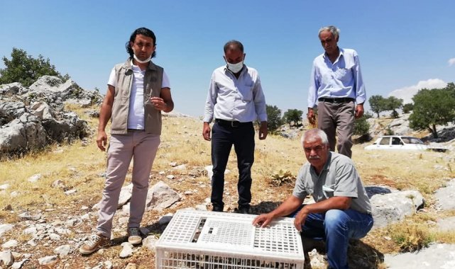 Doğaya keklik bırakıldı