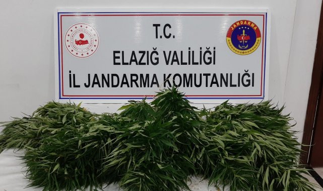 Elazığ'da 73 kök kenevir ele geçirildi