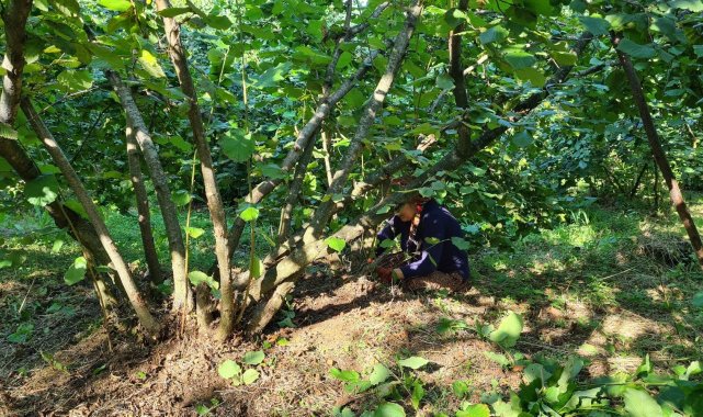 Fındık hasadı öncesi yabani ot ve dip temizliği başladı