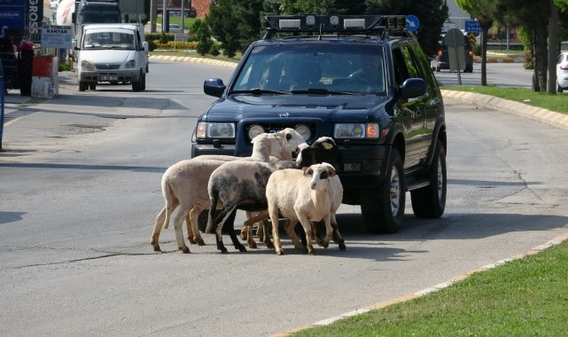Firar eden kurbanlık koçlar trafiği birbirine kattı