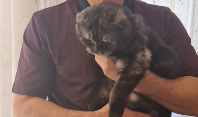 Firari kedi 22 gün sonra bulundu