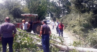 Fırtınadan devrilen kavak ağacı karayolunu kapattı